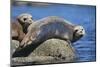 Harbor Seals with Molting Fur-DLILLC-Mounted Photographic Print