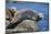 Harbor Seals with Molting Fur-DLILLC-Mounted Photographic Print