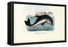 Harbour Porpoise, 1863-79-Raimundo Petraroja-Framed Stretched Canvas