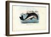 Harbour Porpoise, 1863-79-Raimundo Petraroja-Framed Giclee Print