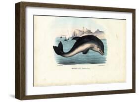 Harbour Porpoise, 1863-79-Raimundo Petraroja-Framed Giclee Print