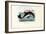 Harbour Porpoise, 1863-79-Raimundo Petraroja-Framed Giclee Print