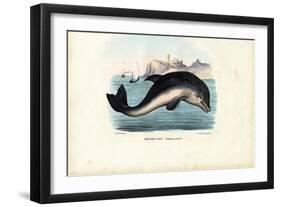 Harbour Porpoise, 1863-79-Raimundo Petraroja-Framed Giclee Print
