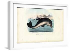 Harbour Porpoise, 1863-79-Raimundo Petraroja-Framed Giclee Print