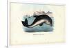 Harbour Porpoise, 1863-79-Raimundo Petraroja-Framed Giclee Print