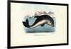 Harbour Porpoise, 1863-79-Raimundo Petraroja-Framed Giclee Print