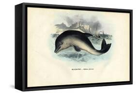 Harbour Porpoise, 1863-79-Raimundo Petraroja-Framed Stretched Canvas