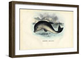 Harbour Porpoise, 1863-79-Raimundo Petraroja-Framed Giclee Print