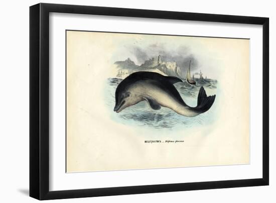 Harbour Porpoise, 1863-79-Raimundo Petraroja-Framed Giclee Print