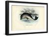 Harbour Porpoise, 1863-79-Raimundo Petraroja-Framed Giclee Print