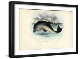 Harbour Porpoise, 1863-79-Raimundo Petraroja-Framed Giclee Print