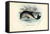 Harbour Porpoise, 1863-79-Raimundo Petraroja-Framed Stretched Canvas