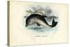 Harbour Porpoise, 1863-79-Raimundo Petraroja-Stretched Canvas