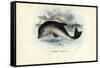 Harbour Porpoise, 1863-79-Raimundo Petraroja-Framed Stretched Canvas