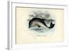 Harbour Porpoise, 1863-79-Raimundo Petraroja-Framed Giclee Print