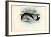 Harbour Porpoise, 1863-79-Raimundo Petraroja-Framed Giclee Print