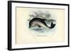 Harbour Porpoise, 1863-79-Raimundo Petraroja-Framed Giclee Print