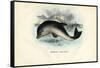 Harbour Porpoise, 1863-79-Raimundo Petraroja-Framed Stretched Canvas