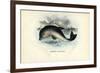 Harbour Porpoise, 1863-79-Raimundo Petraroja-Framed Giclee Print