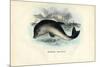 Harbour Porpoise, 1863-79-Raimundo Petraroja-Mounted Giclee Print