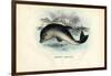 Harbour Porpoise, 1863-79-Raimundo Petraroja-Framed Giclee Print