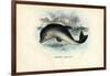 Harbour Porpoise, 1863-79-Raimundo Petraroja-Framed Giclee Print