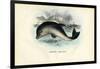 Harbour Porpoise, 1863-79-Raimundo Petraroja-Framed Giclee Print