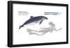 Harbour Porpoise (Phocoena Phocoena), Mammals-Encyclopaedia Britannica-Framed Poster