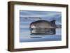 Harbour porpoise surfacing, New Brunswick, Canada-Mark Carwardine-Framed Photographic Print