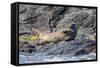 Harbour Seal (Common Seal) (Phoca Vitulina)-Michael Nolan-Framed Stretched Canvas