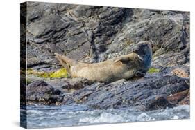 Harbour Seal (Common Seal) (Phoca Vitulina)-Michael Nolan-Stretched Canvas