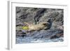 Harbour Seal (Common Seal) (Phoca Vitulina)-Michael Nolan-Framed Photographic Print