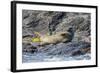 Harbour Seal (Common Seal) (Phoca Vitulina)-Michael Nolan-Framed Photographic Print