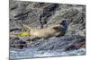 Harbour Seal (Common Seal) (Phoca Vitulina)-Michael Nolan-Mounted Photographic Print