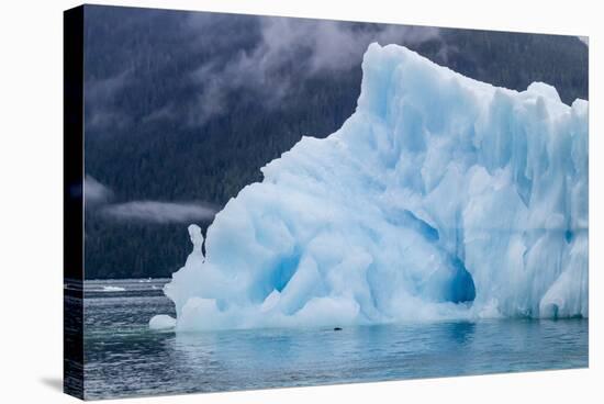 Harbour Seal (Phoca Vitulina)-Michael Nolan-Stretched Canvas