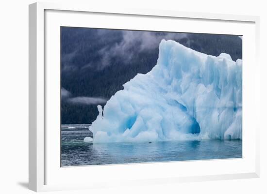 Harbour Seal (Phoca Vitulina)-Michael Nolan-Framed Photographic Print