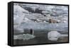 Harbour Seal (Phoca Vitulina)-Michael Nolan-Framed Stretched Canvas