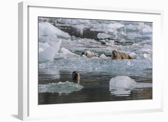 Harbour Seal (Phoca Vitulina)-Michael Nolan-Framed Photographic Print