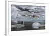 Harbour Seal (Phoca Vitulina)-Michael Nolan-Framed Photographic Print