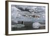 Harbour Seal (Phoca Vitulina)-Michael Nolan-Framed Photographic Print