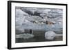 Harbour Seal (Phoca Vitulina)-Michael Nolan-Framed Photographic Print