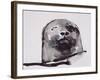 Harbour seal, West Cove-Mark Adlington-Framed Giclee Print