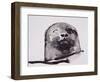 Harbour seal, West Cove-Mark Adlington-Framed Premium Giclee Print