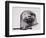 Harbour seal, West Cove-Mark Adlington-Framed Premium Giclee Print