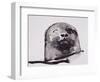 Harbour seal, West Cove-Mark Adlington-Framed Premium Giclee Print