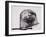 Harbour seal, West Cove-Mark Adlington-Framed Giclee Print