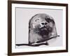 Harbour seal, West Cove-Mark Adlington-Framed Giclee Print