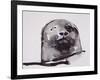 Harbour seal, West Cove-Mark Adlington-Framed Giclee Print