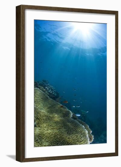 Hard and Soft Coral Landscape Scenic at Thetford Reef on the Great Barrier Reef-Louise Murray-Framed Photographic Print