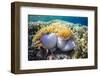 Hard and Soft Corals and Anenomes Underwater on Sebayur Island-Michael Nolan-Framed Photographic Print